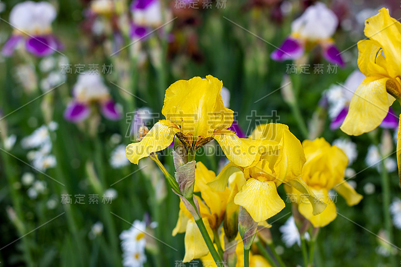 春天和夏天，淡黄的鸢尾(球茎鸢尾，sibirica)在花园里的绿叶和草丛中盛开。