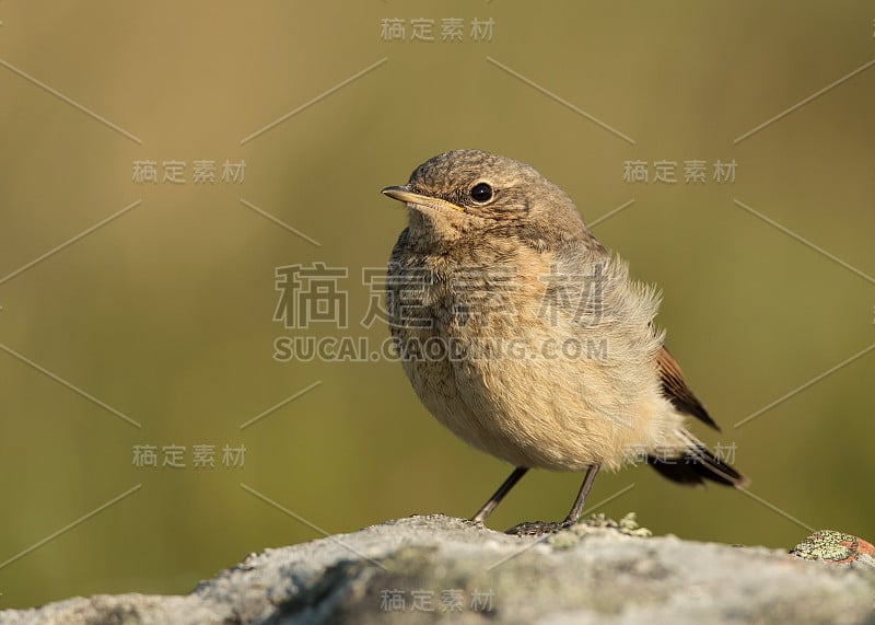 北方小麦幼穗水芹