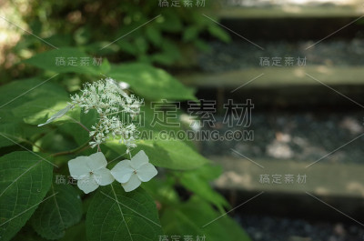 白色绣球花
