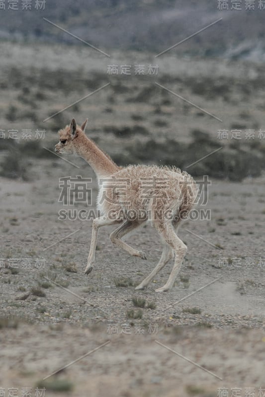 Vicuñas在钦博拉索