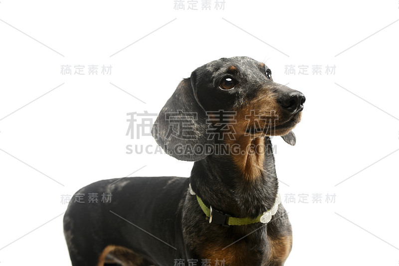 可爱的腊肠犬的肖像