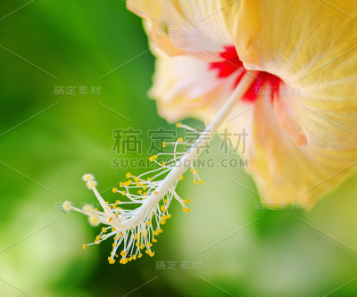 芙蓉