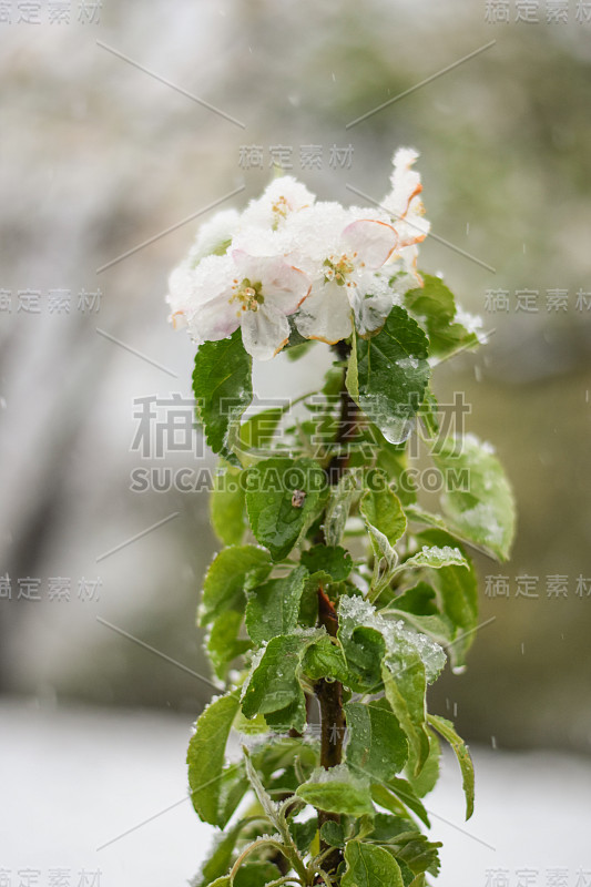 四月，白雪覆盖的树上盛开的花朵