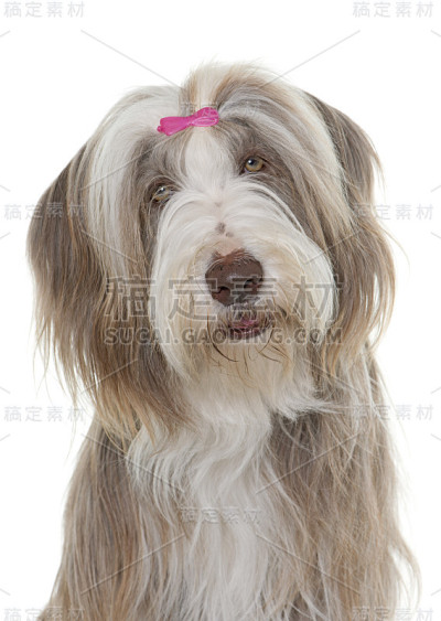 女性古代长须牧羊犬
