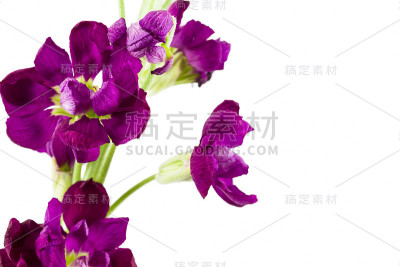 美丽的马提欧拉花孤立在白色的背景