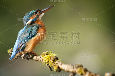 翠鸟带鱼细节，