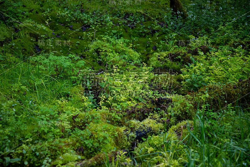 特写的一个绿色的草在沼泽与绿色的树叶和一条小河的清澈的水