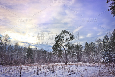 冬季森林里的松树弯曲得不正确。
