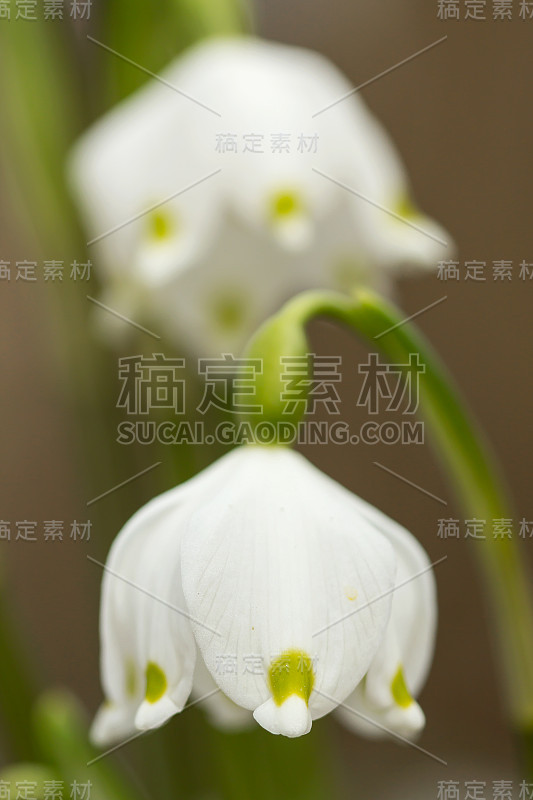 春季雪花，石蒜科多年生球茎开花植物，单朵白色花，花被片顶端有黄色或绿色标记。天门冬、石蒜科、石蒜科