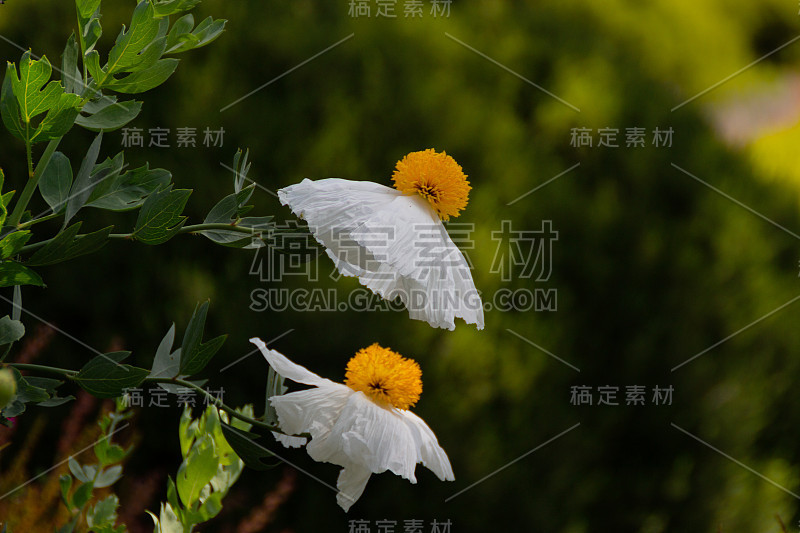 白色盛开的马提利亚罂粟花或Romneya coulteri，有时被称为煎蛋花，在绿色的自然背景下产于