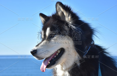 令人惊叹的黑白毛绒绒的西伯利亚哈士奇狗