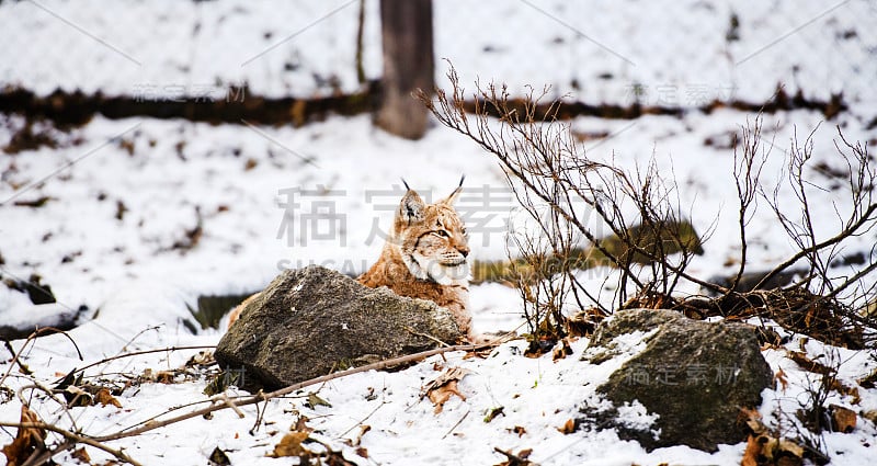 猞猁在冬天