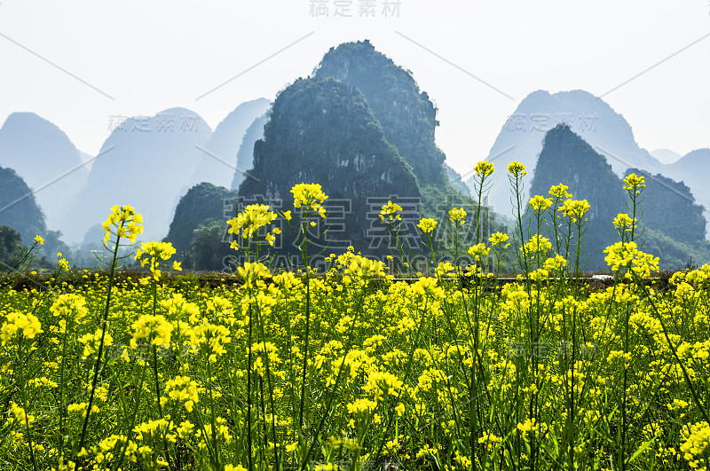 油菜花以山为背景