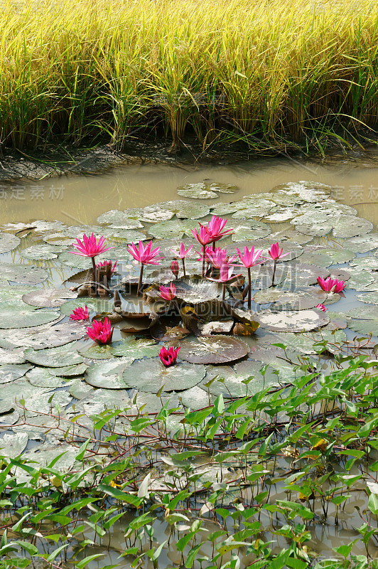 湄公河三角洲旅游，稻田，睡莲花