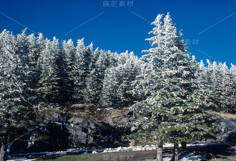 大烟山NP雪树- 1980