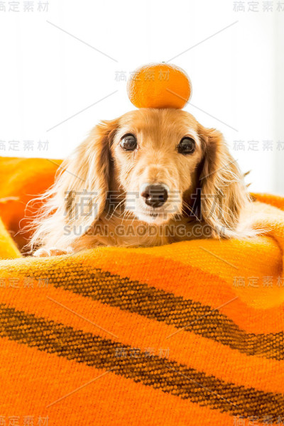 头顶橙色的腊肠犬
