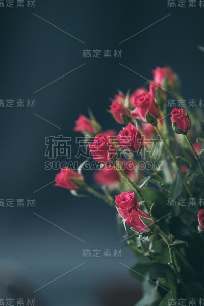 玫瑰花的背景。
