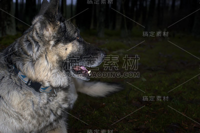 夜之犬