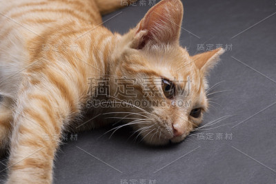 小猫睡在背上，想着。水平