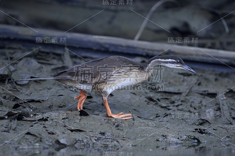 非洲鳍脚（波迪卡塞内加尔）