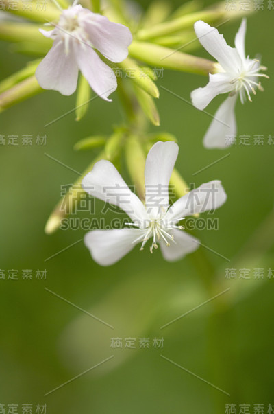 草本花卉