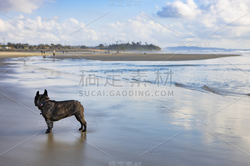 湿沙上的法国斗牛犬