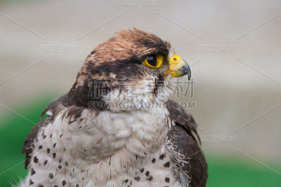 Lanner Falcon - Halcon Lanario (Falco Biarmicus)