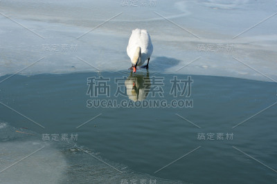 疣鼻天鹅