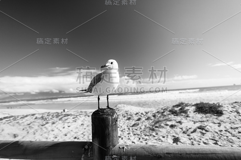 Seagul鸟海滩