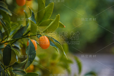 生长在灌木上的金桔(金桔属)