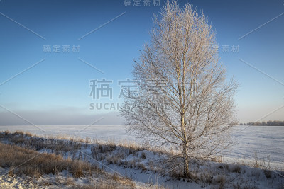 白桦树在白霜中