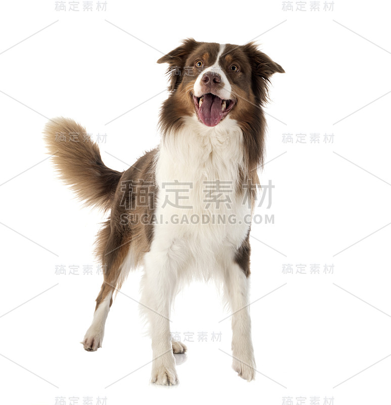 澳大利亚牧羊犬