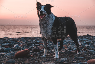 牧羊犬在日落时分
