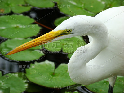 大白鹭