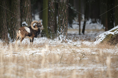 冬天的欧洲大mouflon