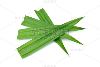 鲜绿的香兰叶子孤立在白色上