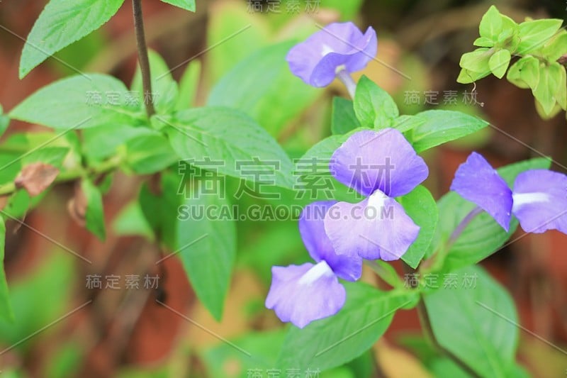 紫色巴西金鱼草美丽的花(Otacanthus caeruleus Lindl，蓝色夏威夷灌木)