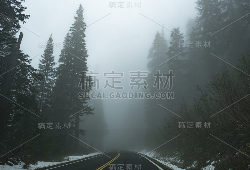 雾阴，雪在常青树间