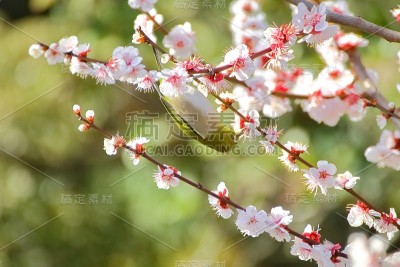 梅花白眼。日本春天的景象