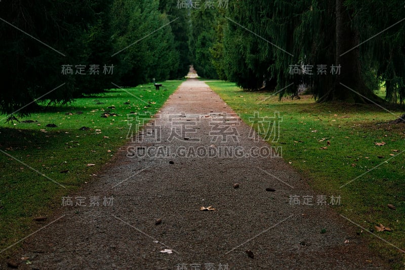 软焦点地面步道透视路径方式步行和散步在早晨公园户外自然空间新鲜空气环境