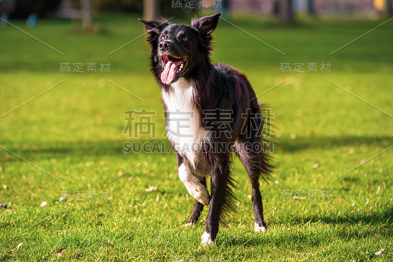 顽皮的纯种边境牧羊犬的特写肖像看一边与张着嘴有趣的脸在户外绿色的草地草坪。可爱的小狗在公园里享受阳光