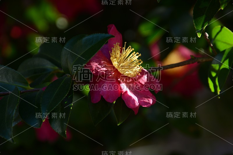 油茶