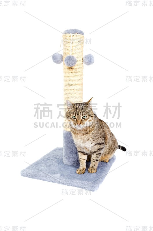 漂亮的猫与抓柱