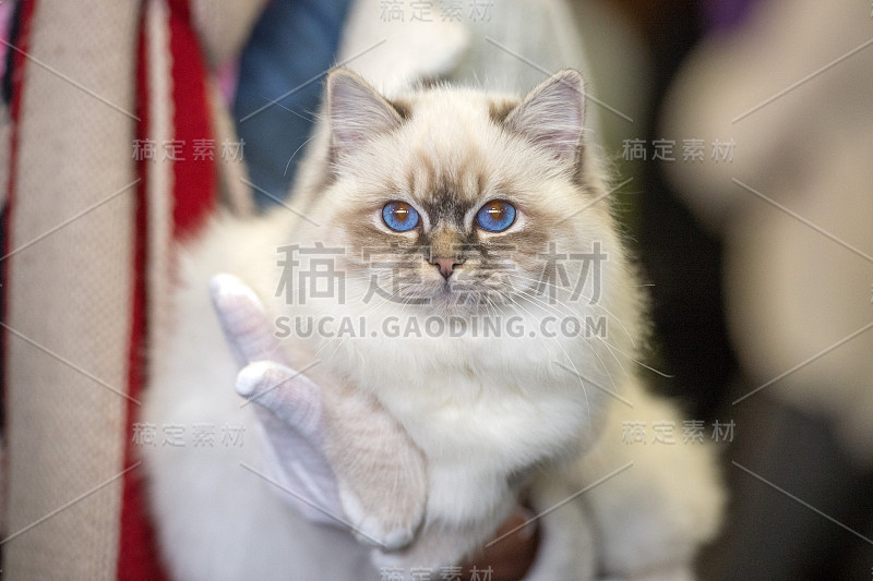 伯曼猫特写肖像