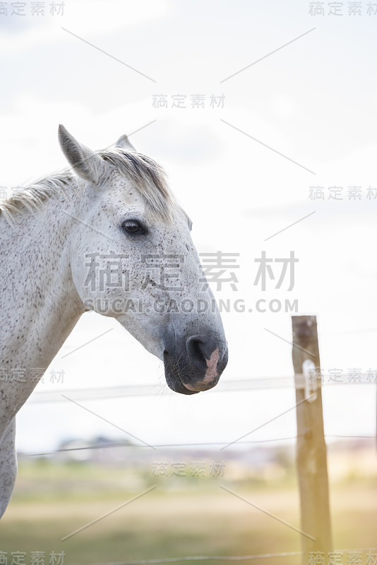 农场里的一匹白马