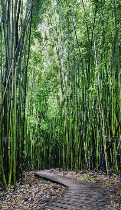 竹林，皮皮围小径，基帕胡鲁州立公园，毛伊岛，夏威夷