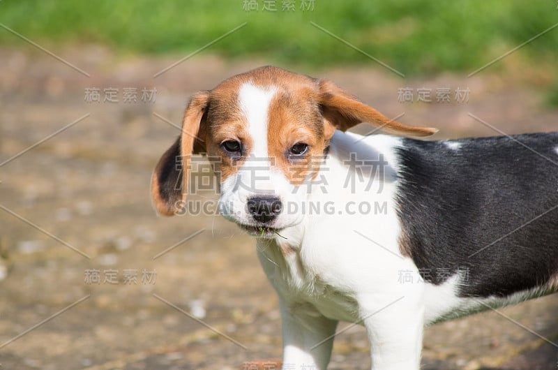 小猎犬号