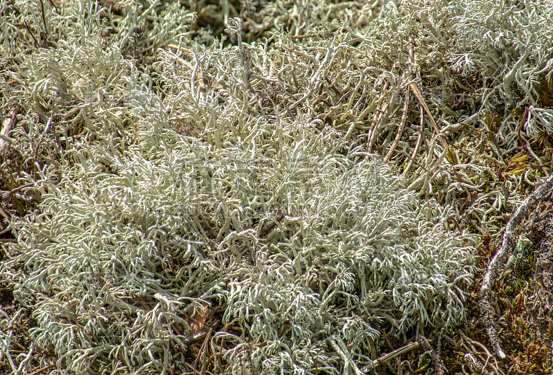 野生驯鹿地衣(Cladonia Rangiferina)特写