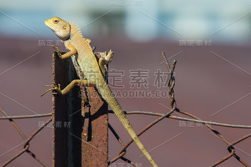 印度变色龙(Chamaeleo zeylanicus)在栅栏上晒太阳。