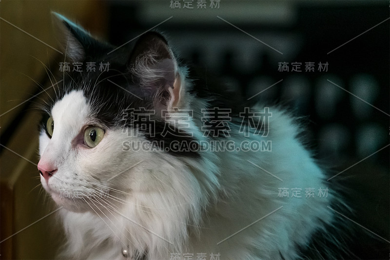 美丽的长毛猫